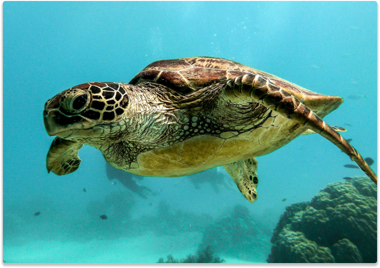 sea turtle